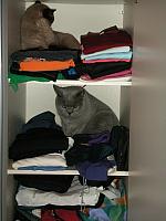 Katzen im Kleiderschrank (1)